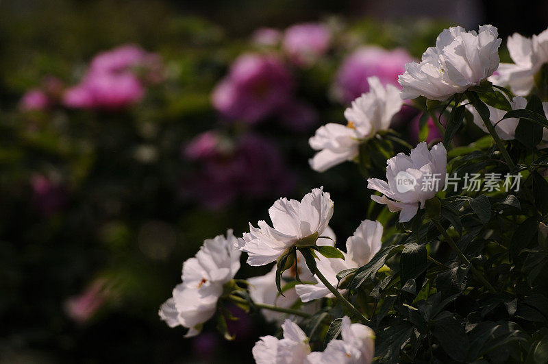 Paeonia suffruticosa